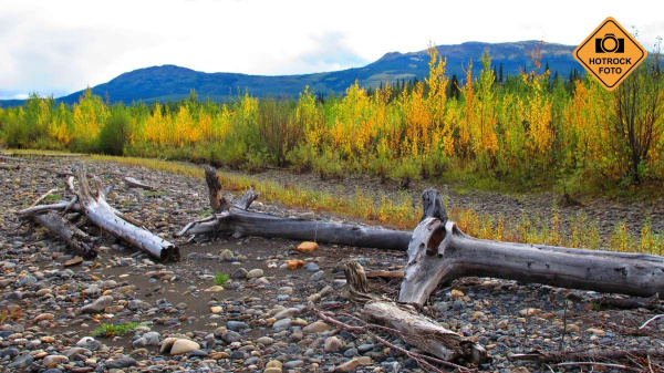 Léto na Yukonu není nikdy příliš dlouhé! Osiky na březích už žloutnou. Foto: Tomáš Srostlík Léto na Yukonu není nikdy příliš dlouhé! Osiky na březích už žloutnou. Foto: Tomáš Srostlík