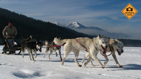 Už jste vyzkoušeli mushing neboli jízdu se psím spřežením?